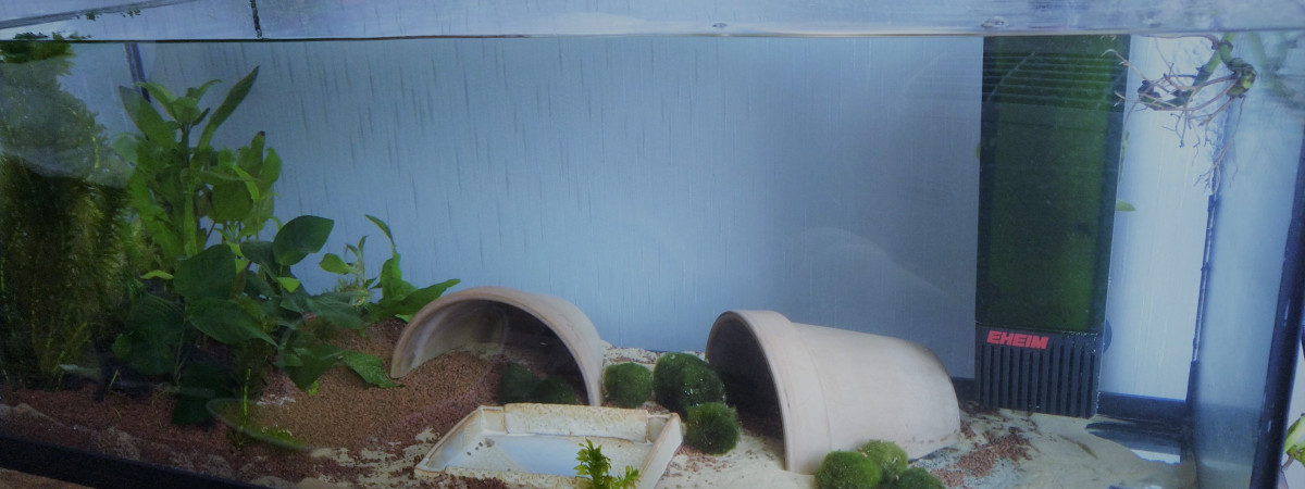 aquarium Cuve 3 axos juvéniles