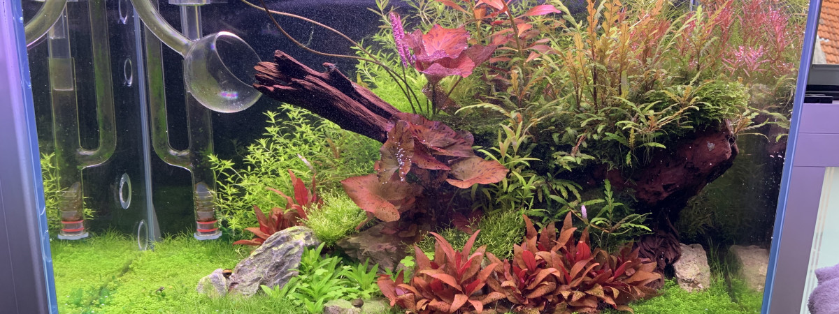 aquarium Amazonien