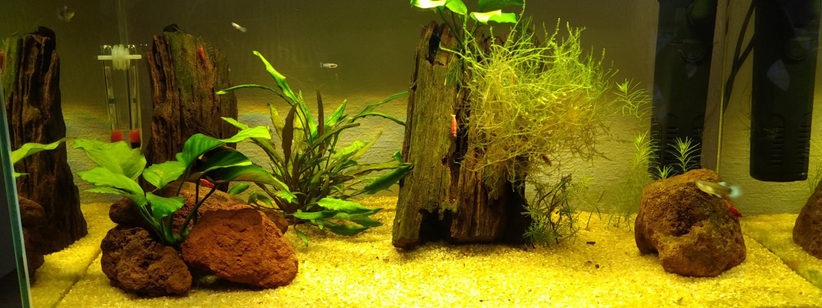 aquarium Aqua  guppy