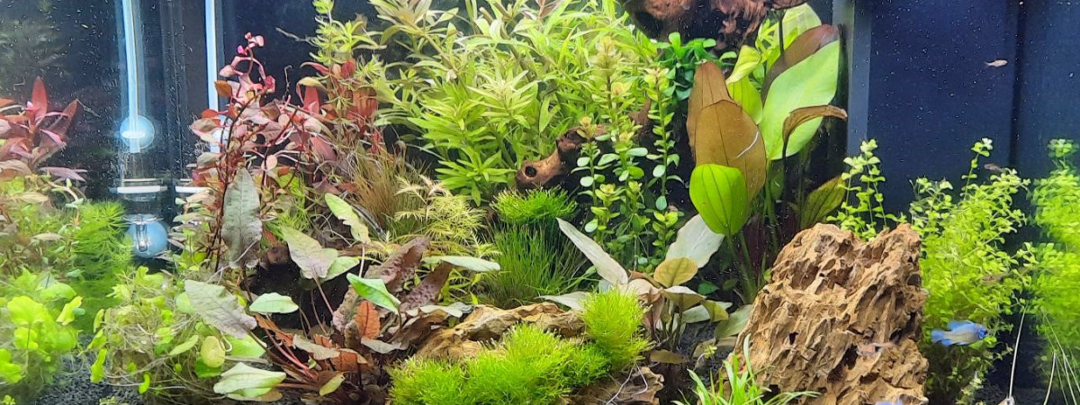 aquarium fabien