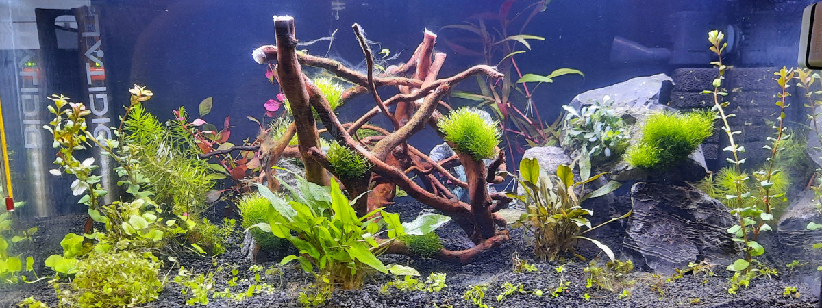 aquarium 40l