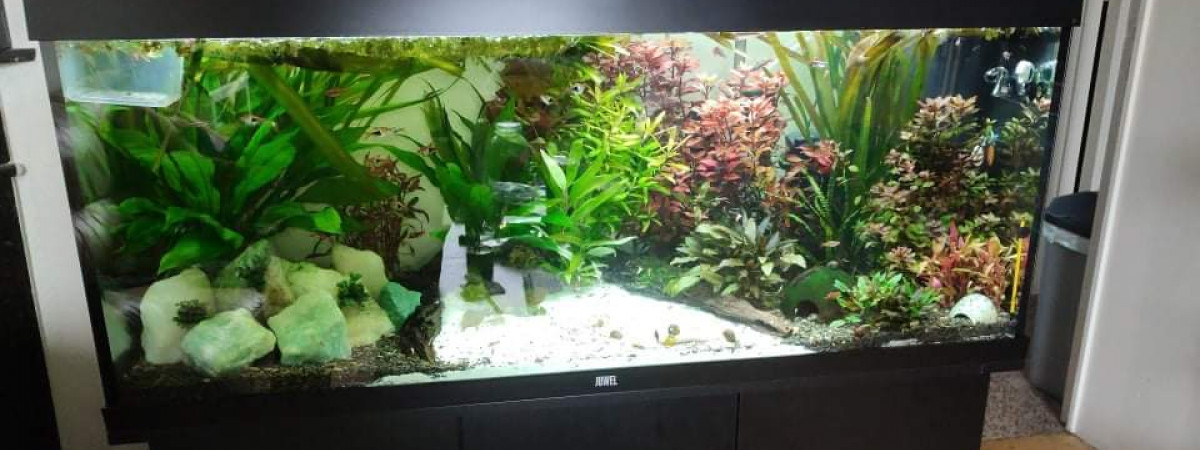 aquarium Juwel rio 240 black