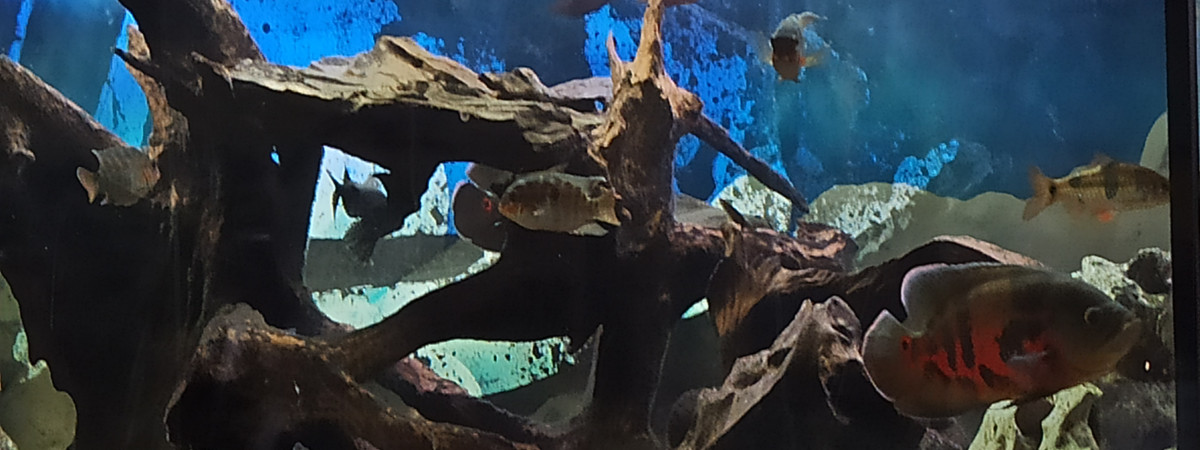 aquarium 450 litres