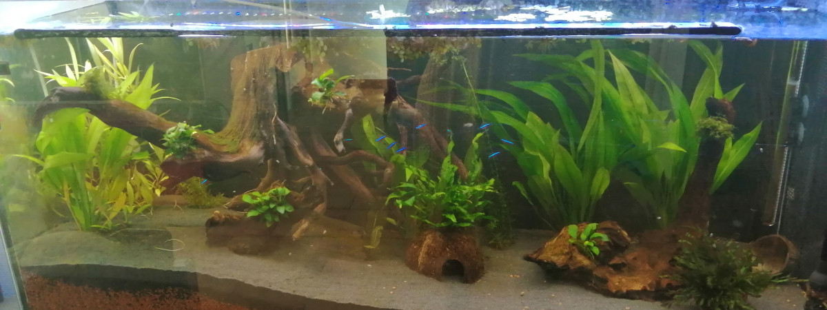 aquarium Amazon