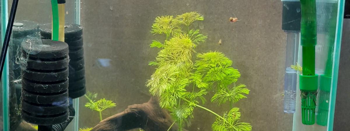 aquarium reserve plante