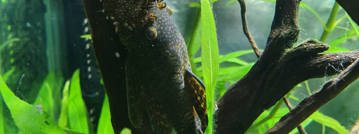 aquarium La Petite Amazonie