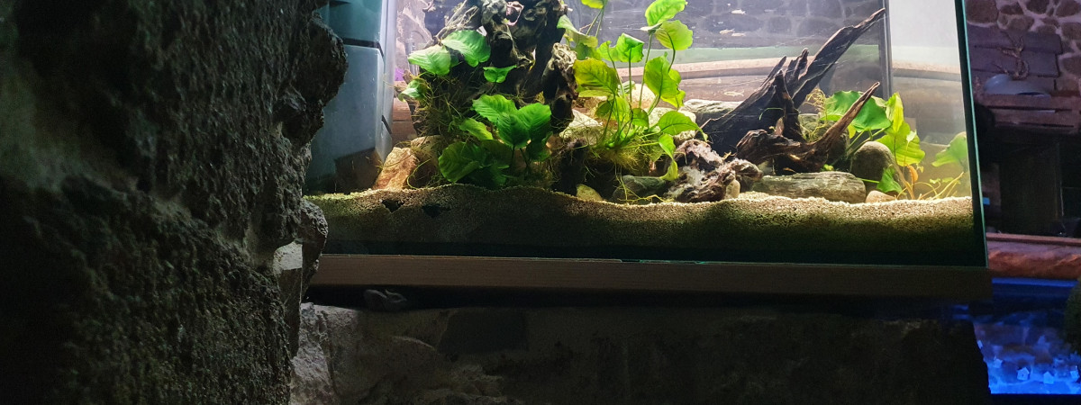 aquarium Malawi240