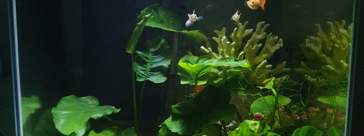 aquarium Timaeaqua