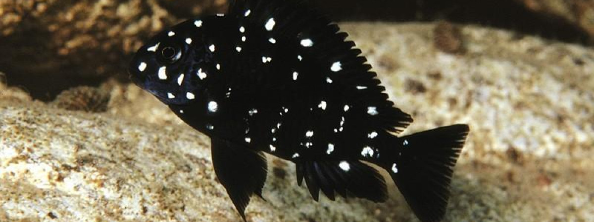 aquarium tropheus duboisi