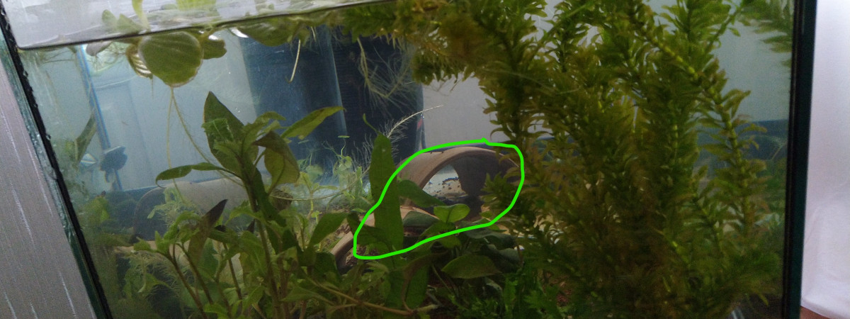 aquarium Ondulations et terre cuite