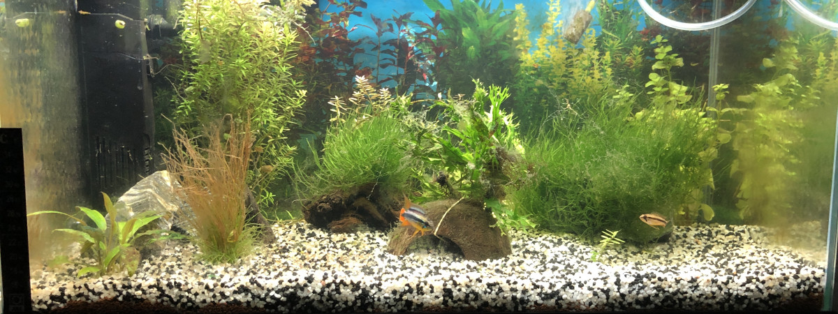 aquarium Spécifique apistogramma