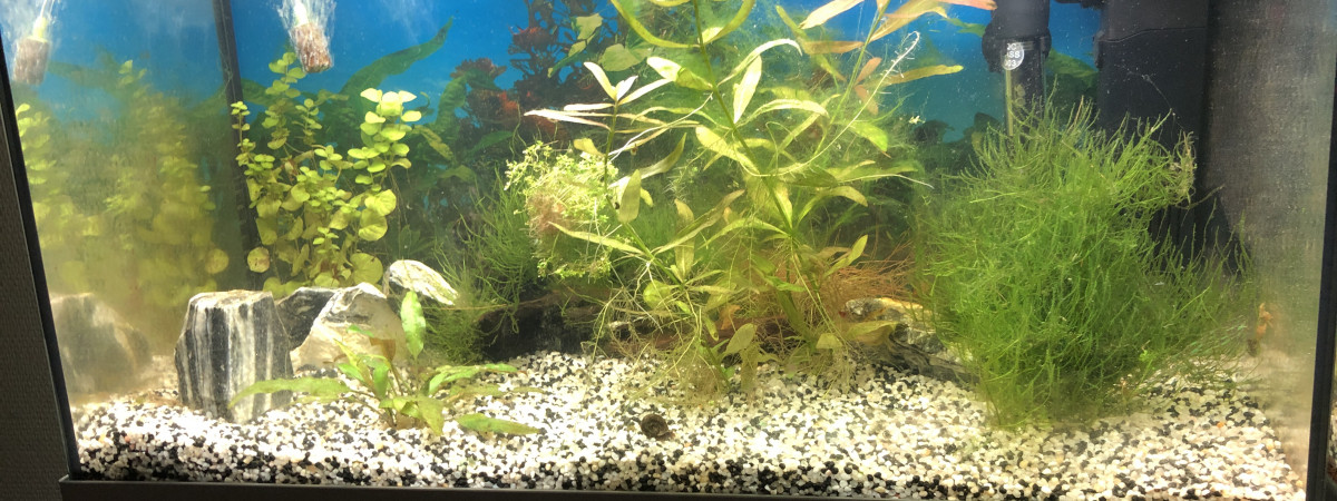 aquarium Alevinarium 2