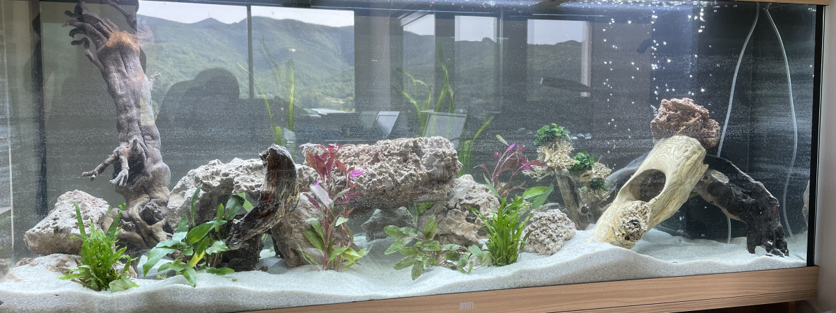aquarium Malawi