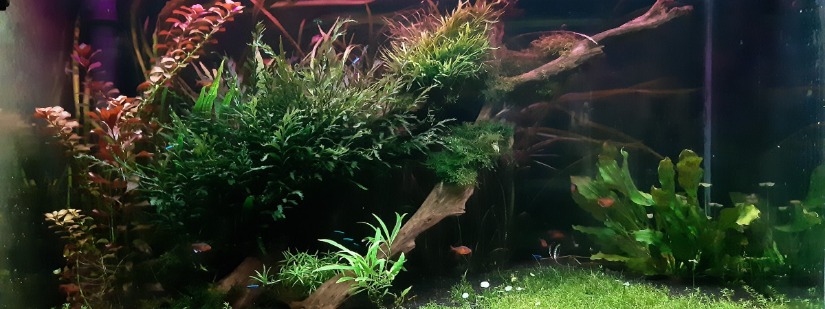 aquarium 800L
