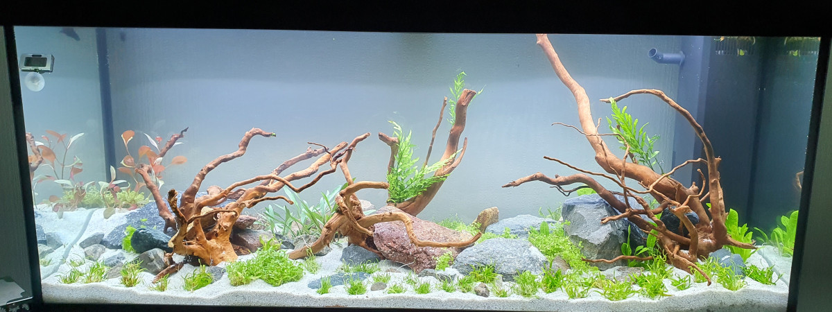 aquarium Aqua