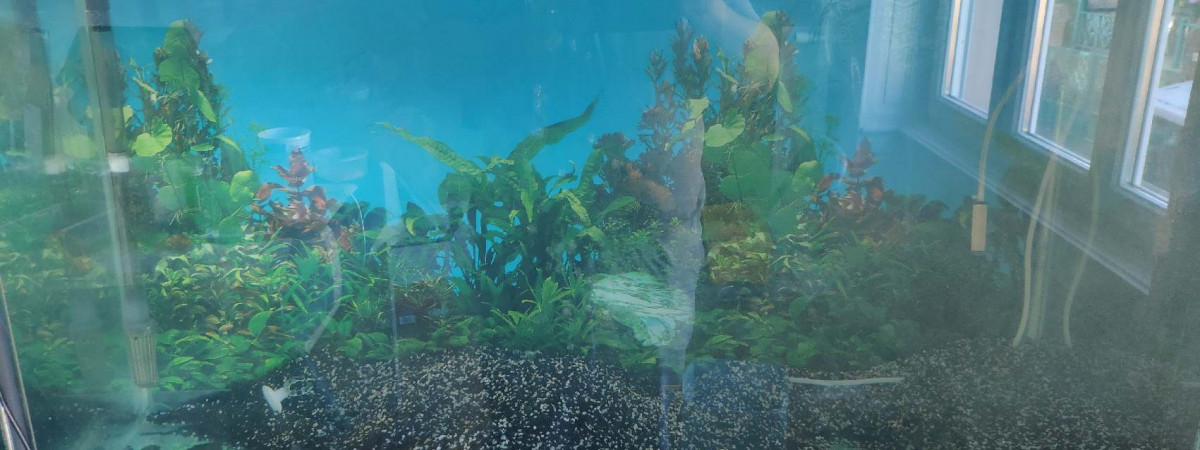 aquarium Bac de remise en service