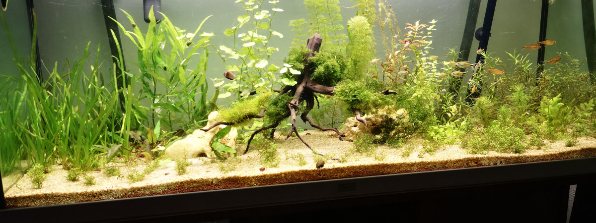 aquarium Communautaire