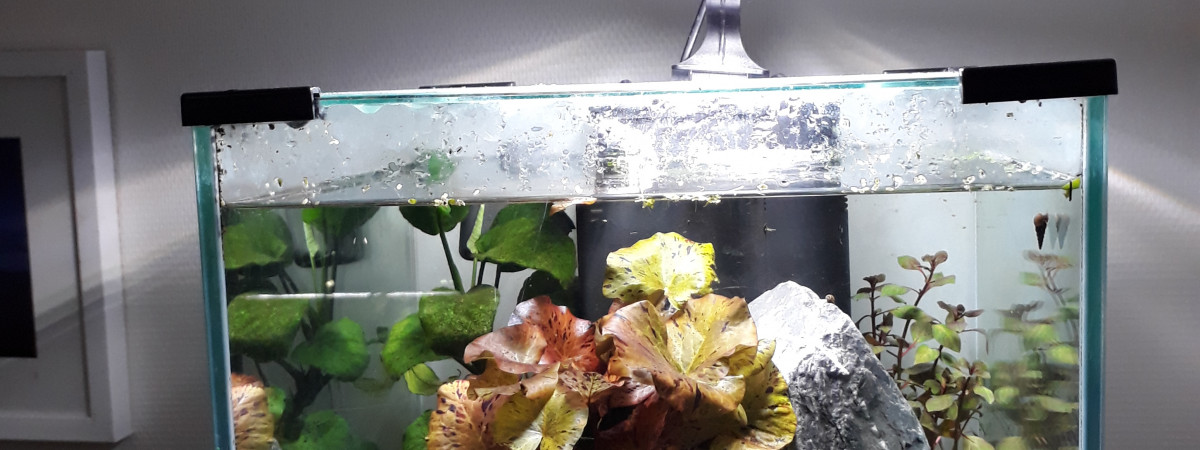 aquarium Le Loft de Maurice