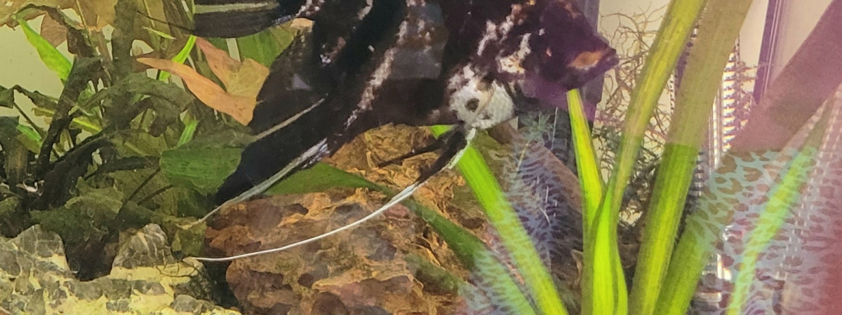 aquarium marie claude lacoste