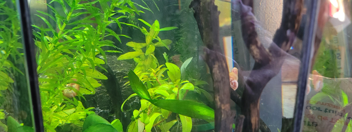 aquarium tétraodons nains