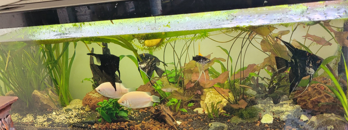 aquarium scalaires