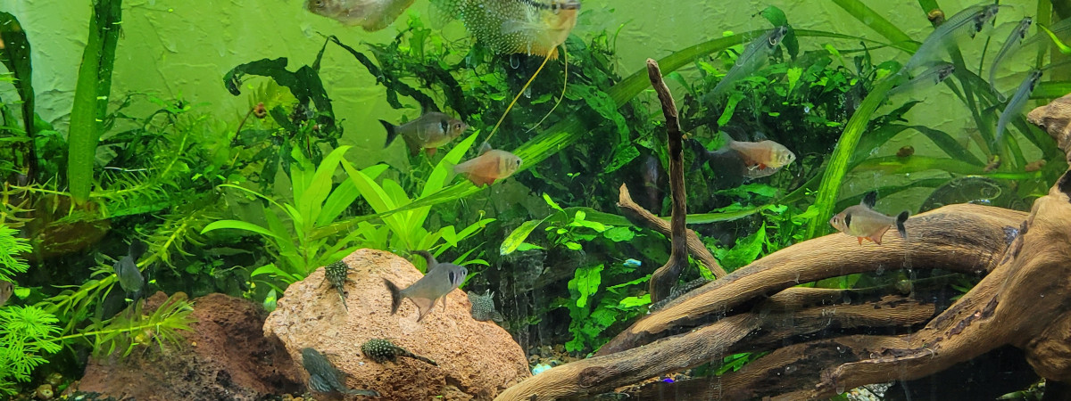 aquarium riviére