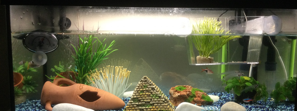 aquarium Aquarium communautaire