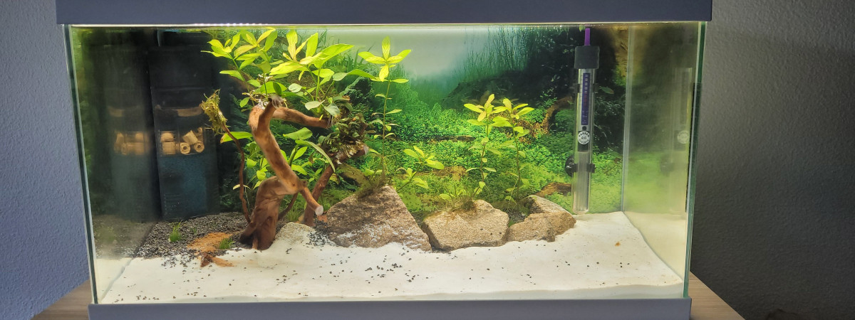 aquarium Aqua betta crowntail