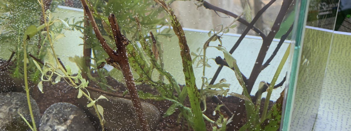 aquarium Plantes rescapées