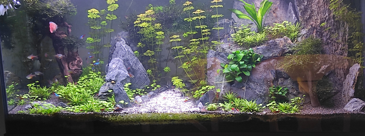aquarium 240l