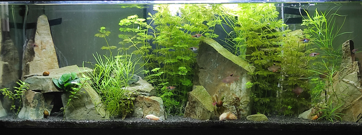 aquarium 100l