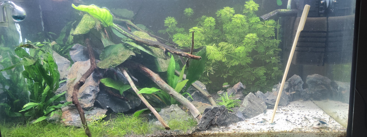 aquarium 50l
