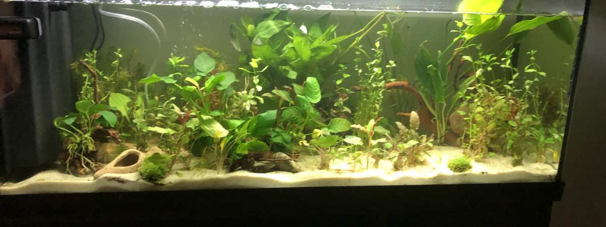 aquarium aquarium communautaire