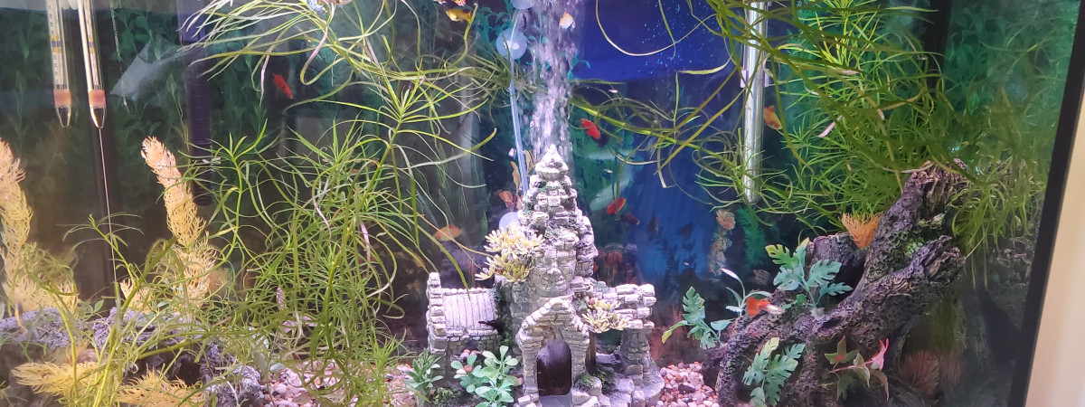 aquarium Salon