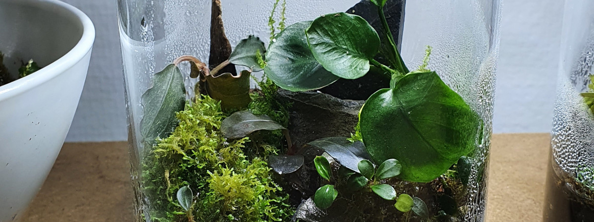aquarium Mes différents Wabi kusa