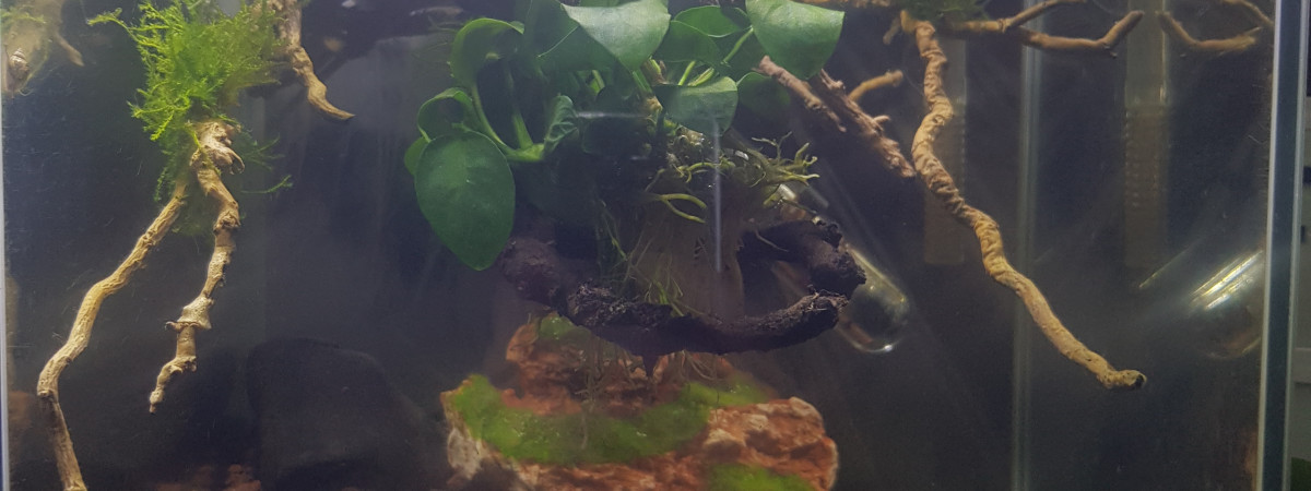 aquarium Nano endler tiger