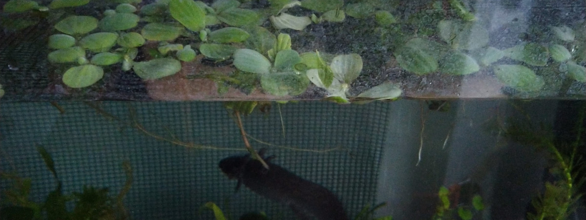 aquarium Protection hydroponique antichute