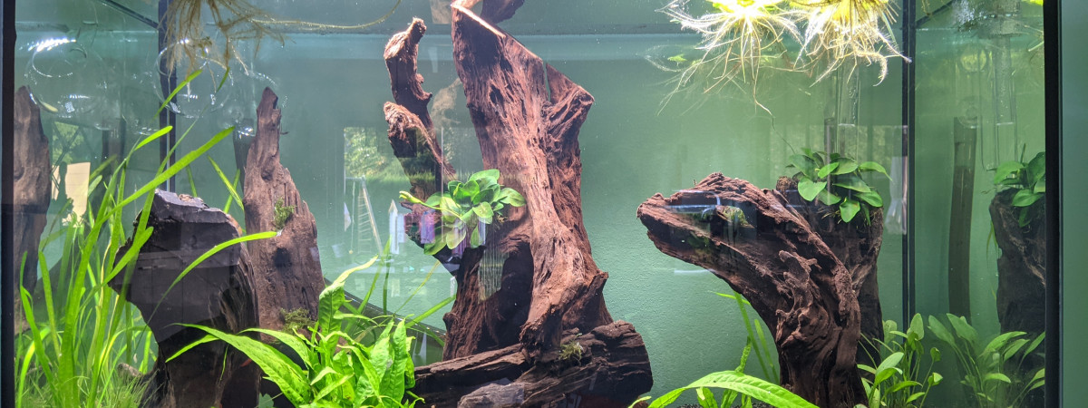 aquarium Aquarium