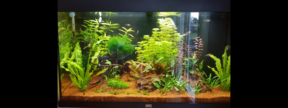 aquarium Juwel Rio 125