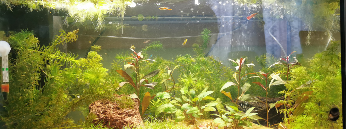aquarium 60L