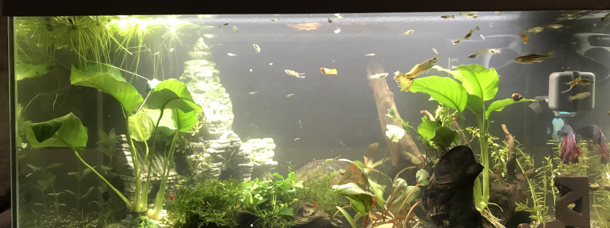 aquarium Inwa