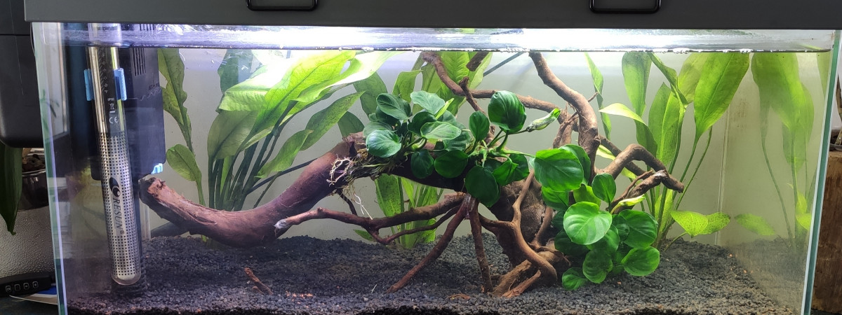 aquarium Le petit