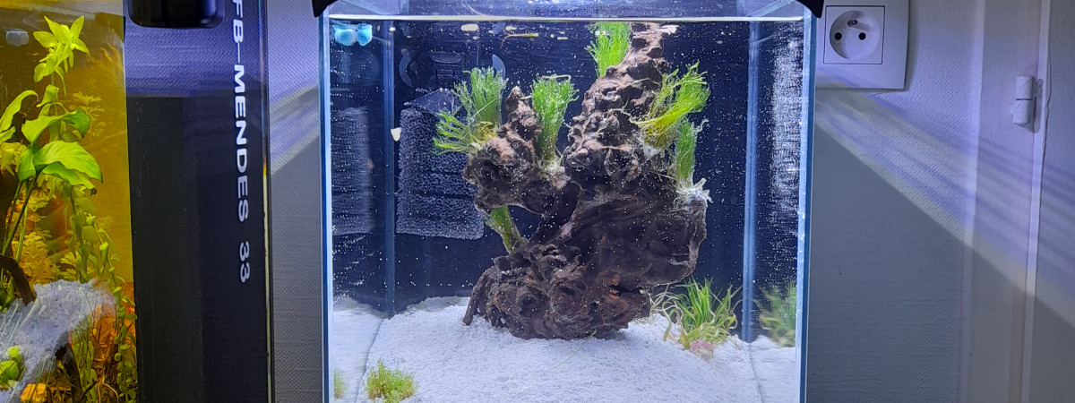 aquarium Nano Crevettes 20 l