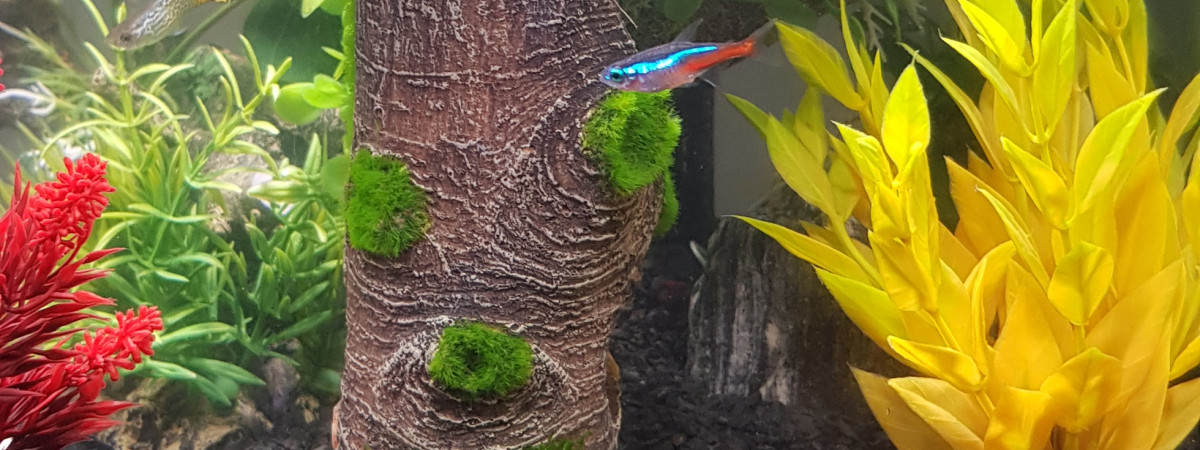 aquarium Mon aqua