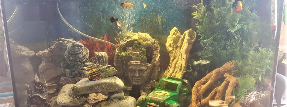 aquarium aqua 50L