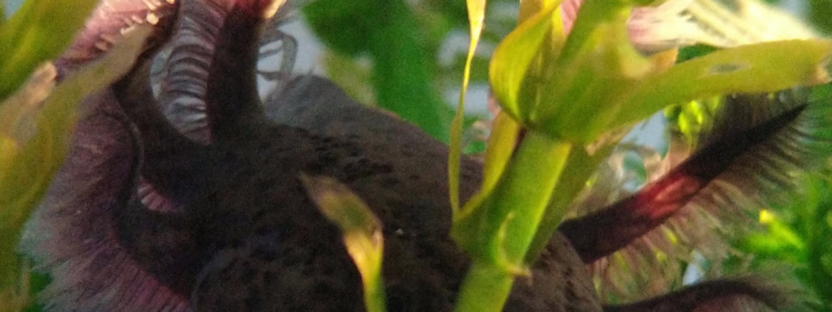 aquarium Reflet du matin
