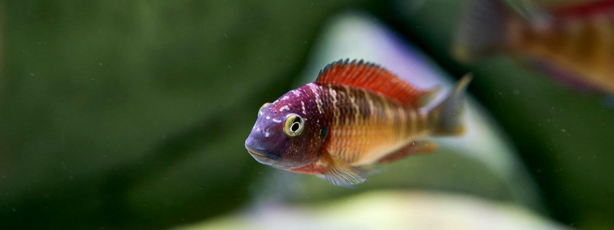 aquarium Mon bac