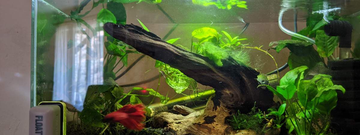 aquarium Bac betta 30l
