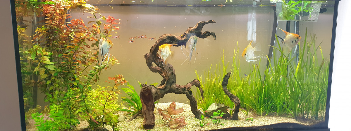 aquarium Aquarium salon