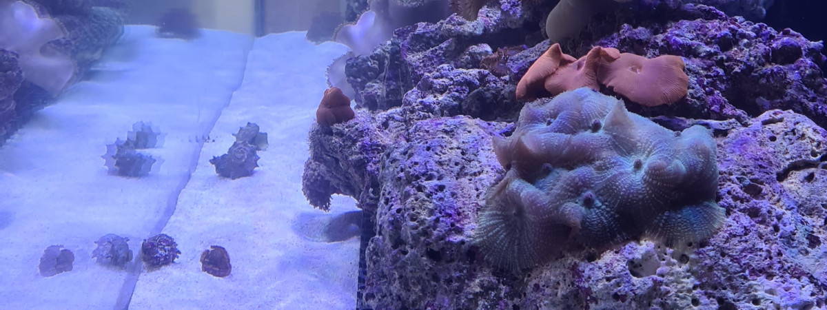 aquarium Red sea 525xl